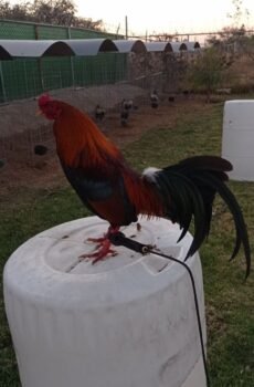 Gallo Asil Sonatol / Kelso