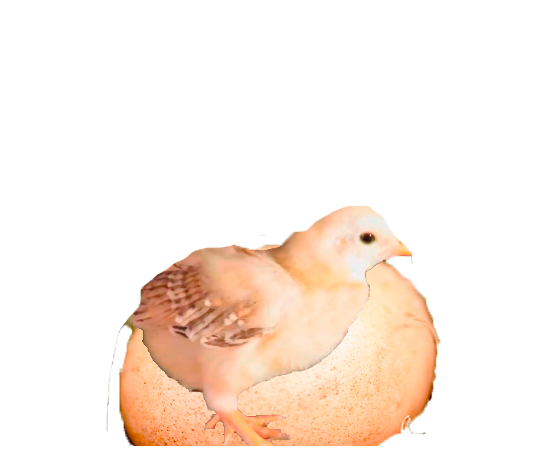 Pulluelo y huevo fértil