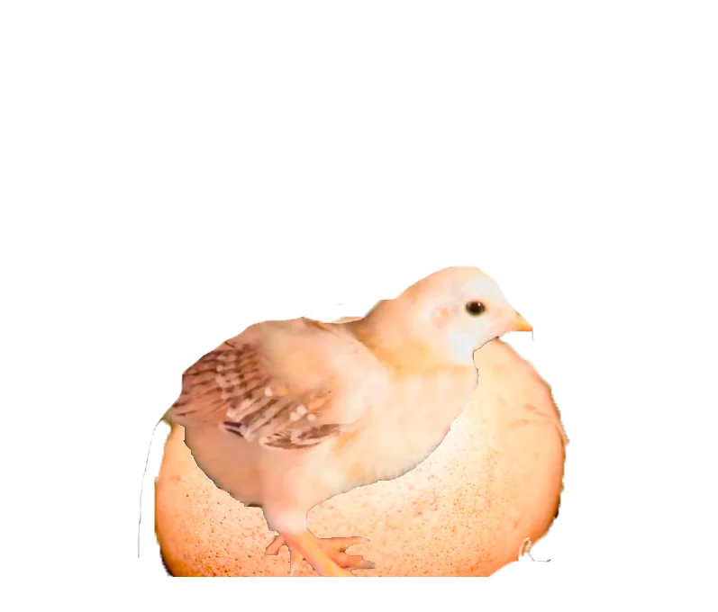 Pulluelo y huevo fértil