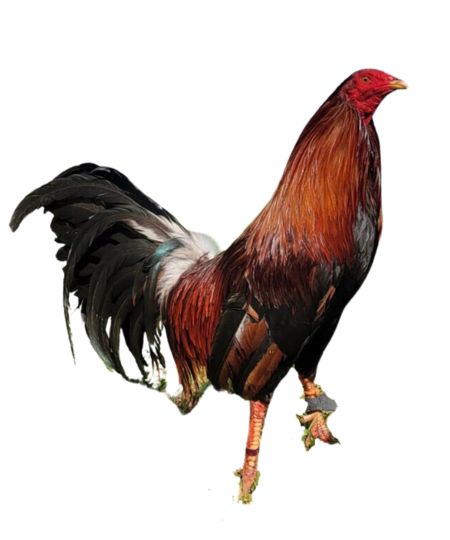 Gallo semental